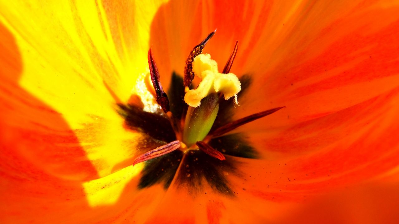 Wallpaper tulip, flower, macro, pistil, petals