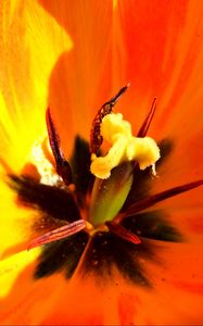 Preview wallpaper tulip, flower, macro, pistil, petals