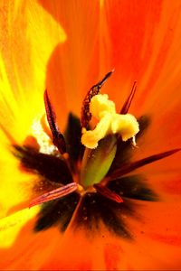 Preview wallpaper tulip, flower, macro, pistil, petals