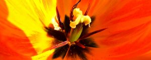 Preview wallpaper tulip, flower, macro, pistil, petals