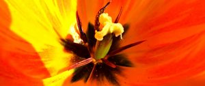 Preview wallpaper tulip, flower, macro, pistil, petals