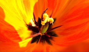 Preview wallpaper tulip, flower, macro, pistil, petals