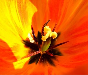 Preview wallpaper tulip, flower, macro, pistil, petals