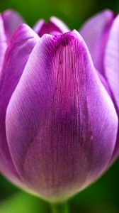 Preview wallpaper tulip, flower, macro, purple