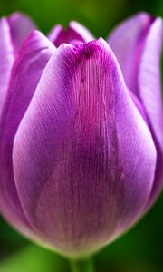 Preview wallpaper tulip, flower, macro, purple