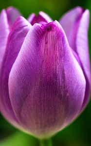 Preview wallpaper tulip, flower, macro, purple