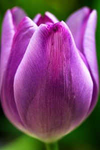 Preview wallpaper tulip, flower, macro, purple