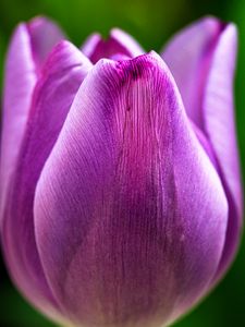 Preview wallpaper tulip, flower, macro, purple