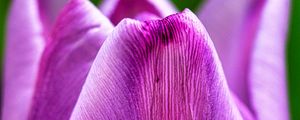 Preview wallpaper tulip, flower, macro, purple