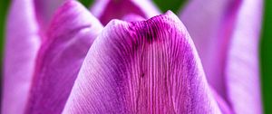 Preview wallpaper tulip, flower, macro, purple