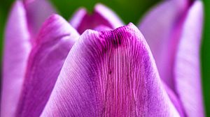 Preview wallpaper tulip, flower, macro, purple