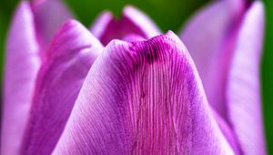 Preview wallpaper tulip, flower, macro, purple