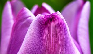 Preview wallpaper tulip, flower, macro, purple