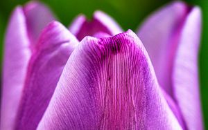 Preview wallpaper tulip, flower, macro, purple