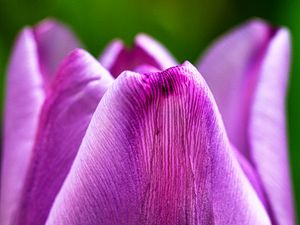 Preview wallpaper tulip, flower, macro, purple