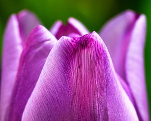 Preview wallpaper tulip, flower, macro, purple