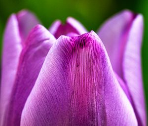 Preview wallpaper tulip, flower, macro, purple