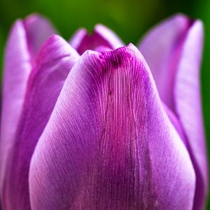 Preview wallpaper tulip, flower, macro, purple