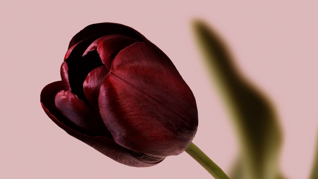 Wallpaper tulip, flower, macro, petals