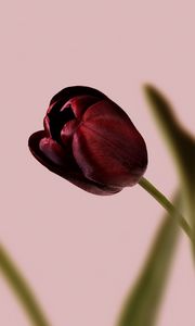 Preview wallpaper tulip, flower, macro, petals