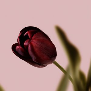 Preview wallpaper tulip, flower, macro, petals