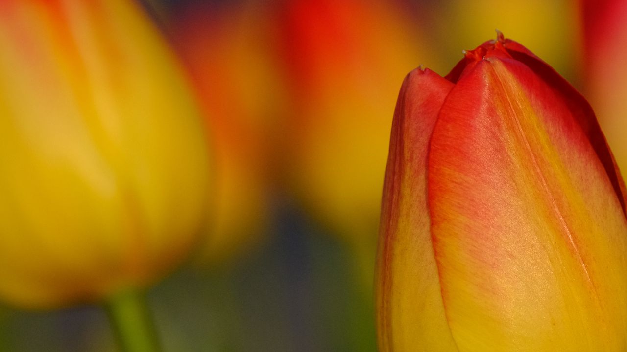 Wallpaper tulip, flower, macro, red, yellow