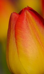 Preview wallpaper tulip, flower, macro, red, yellow