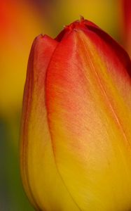 Preview wallpaper tulip, flower, macro, red, yellow