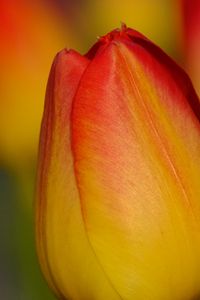 Preview wallpaper tulip, flower, macro, red, yellow