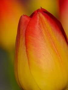 Preview wallpaper tulip, flower, macro, red, yellow