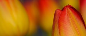 Preview wallpaper tulip, flower, macro, red, yellow