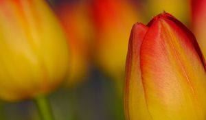 Preview wallpaper tulip, flower, macro, red, yellow