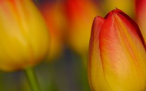 Preview wallpaper tulip, flower, macro, red, yellow