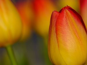 Preview wallpaper tulip, flower, macro, red, yellow