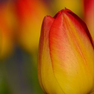 Preview wallpaper tulip, flower, macro, red, yellow