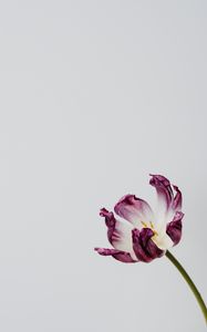 Preview wallpaper tulip, flower, minimalism