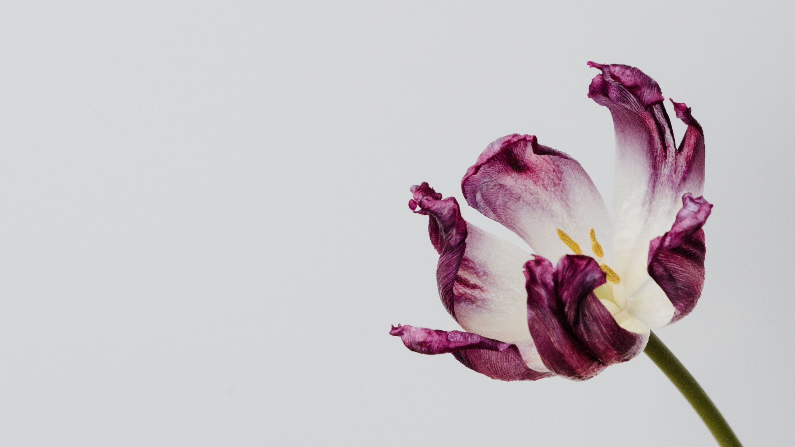 Download wallpaper 2560x1440 tulip, flower, minimalism widescreen 16:9 hd  background