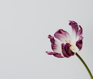 Preview wallpaper tulip, flower, minimalism