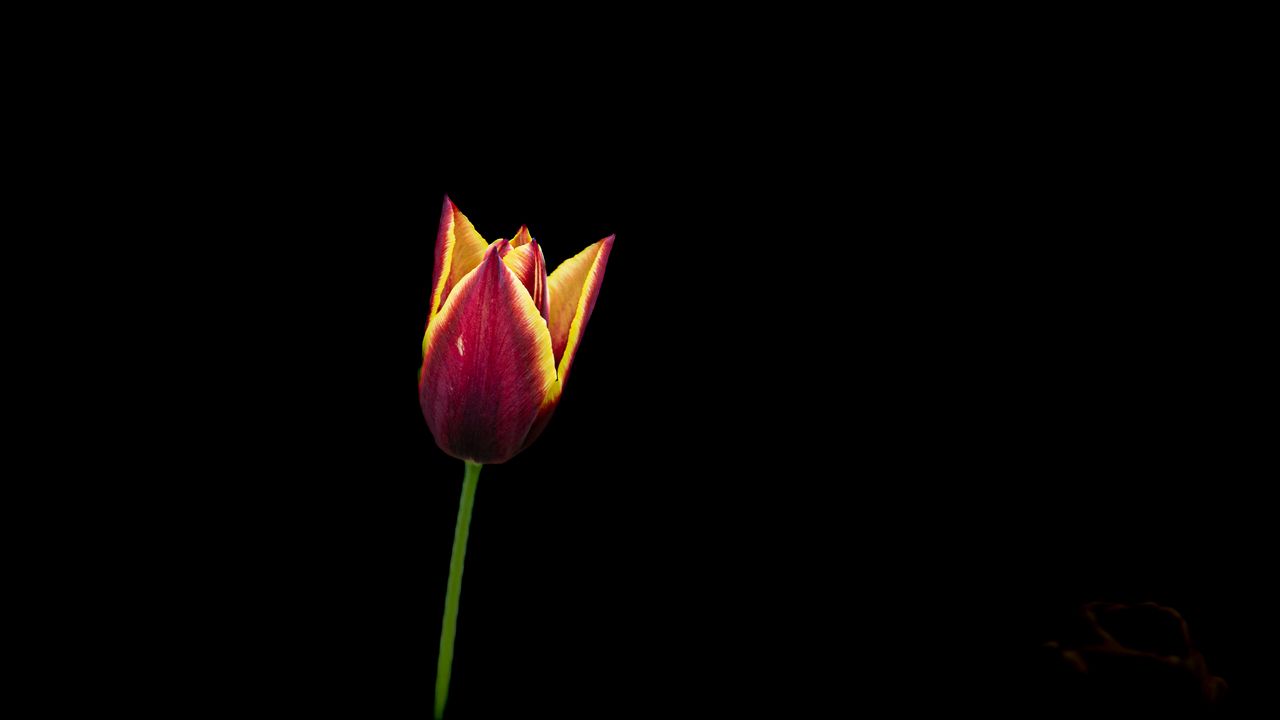 Wallpaper tulip, flower, minimalism, black background
