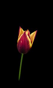 Preview wallpaper tulip, flower, minimalism, black background