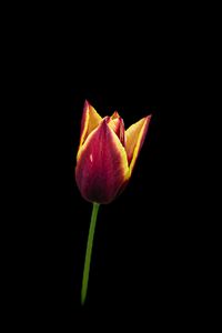 Preview wallpaper tulip, flower, minimalism, black background