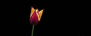 Preview wallpaper tulip, flower, minimalism, black background