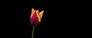 Preview wallpaper tulip, flower, minimalism, black background