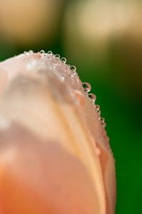 Preview wallpaper tulip, flower, petals, drops, macro