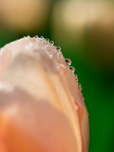 Preview wallpaper tulip, flower, petals, drops, macro