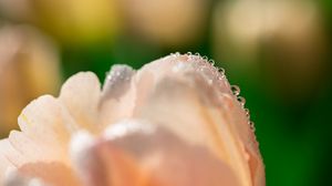 Preview wallpaper tulip, flower, petals, drops, macro