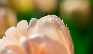 Preview wallpaper tulip, flower, petals, drops, macro