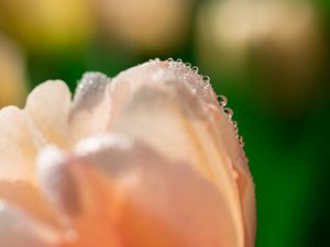 Preview wallpaper tulip, flower, petals, drops, macro