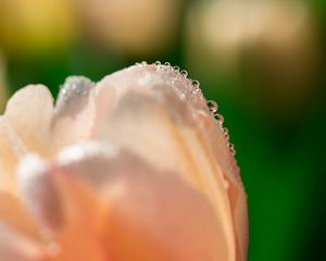 Preview wallpaper tulip, flower, petals, drops, macro