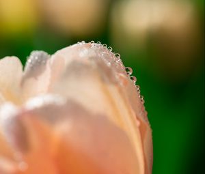 Preview wallpaper tulip, flower, petals, drops, macro